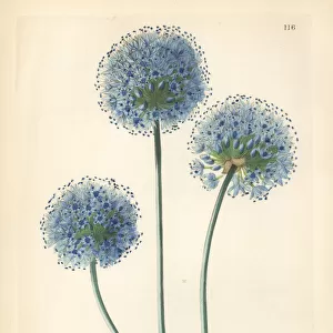 Blue leek, Allium caeruleum