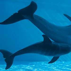 Bottlenose Dolphin - recently born calf and mother
