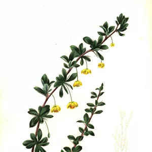 Box-leaved barberry, Berberis microphylla