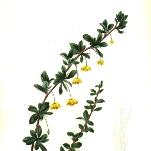 Box-leaved barberry, Berberis microphylla