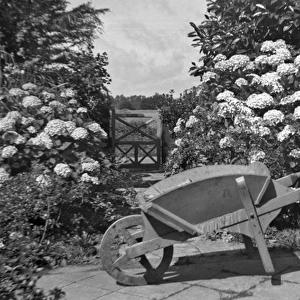 Boy and wheelbarrow in a garden
