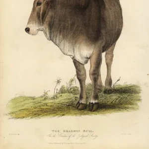 Brahma breed of zebu cattle, Bos taurus indicus