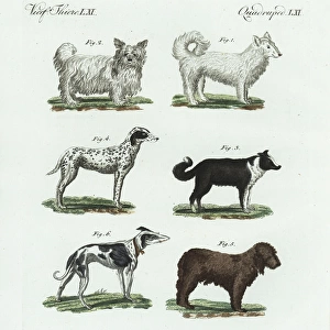 Breeds of dogs