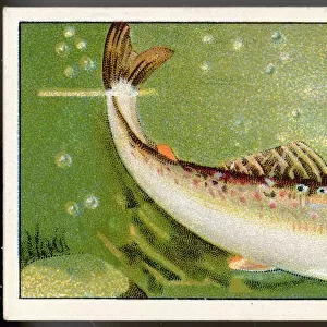 T Gallery: Trout