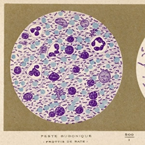 Bubonic Plague Bacillus