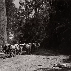 Bullock team, Australia, c. 1900