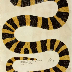 Snakes Mounted Art Print Collection: Krait