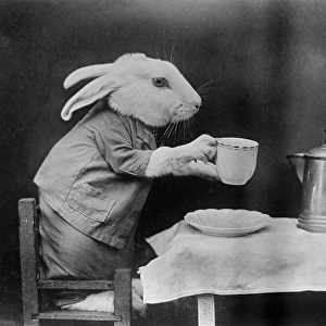 Bunny Coffee Break
