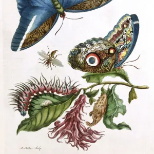 Butterfly illustration by Maria Sibylla Merian