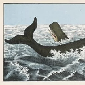 Cachalot Whale