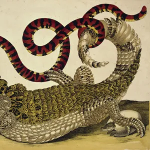Crocodiles