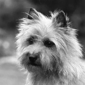 CAIRNS TERRIER / 1963