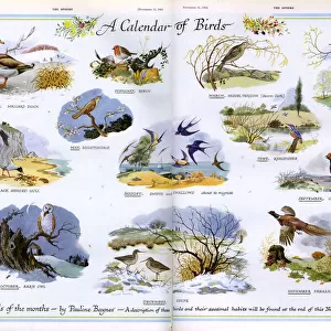 A Calendar of Birds by Pauline Baynes