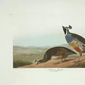 Awe-Inspiring Bird Prints: New World Quail