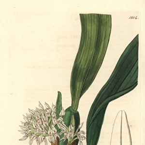 Camaridium densum orchid