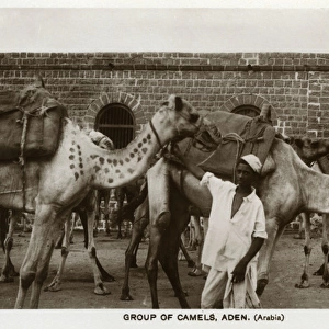Camel caravan, Aden