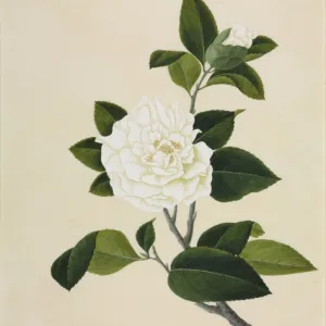 Camelia cv