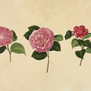 Camellia cv