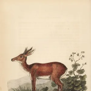 Cape grysbok, Raphicerus melanotis rufescens