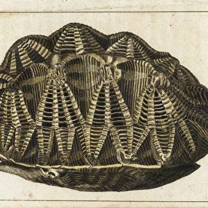Carapace of the geometric tortoise, Psammobates geometricus