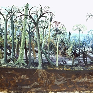 Carboniferous coal forest