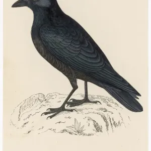 Carrion Crow Print, a detailed illustration of the bird Carrion Crow Print, a detailed illustration of the bird