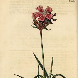 Carthusian pink, Dianthus carthusianorum