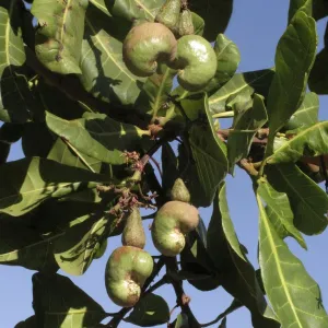 Cashew - nuts on tree