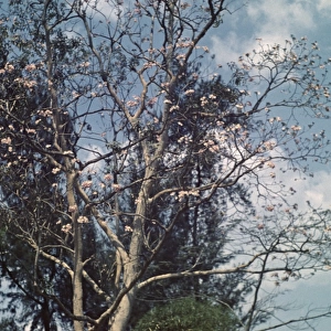 Cassia tree - Rangoon
