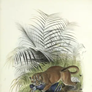 Cats (Wild) Gallery: Asiatic Golden Cat