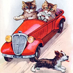 Cats in a car on a French postcard - First lesson