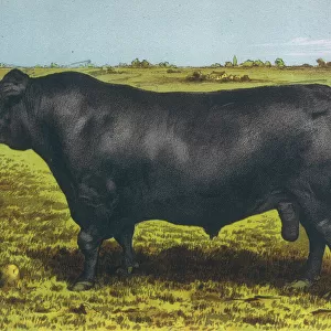 Cattle / Aberdeen Angus