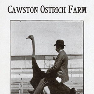 Cawston Ostrich Farm, South Pasadena, California
