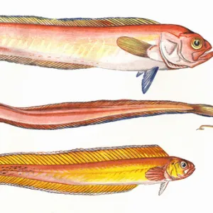 Cepola macrophthalma, or Red Bandfish