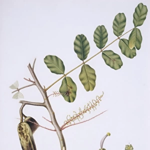 Ceratonia siliqua, carob