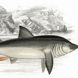 Cetorhinus maximus, or Basking Shark