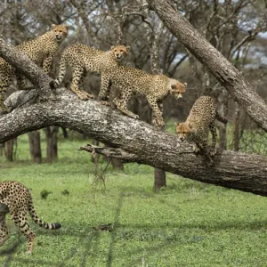 Cheetah family in trees - Mother Cheetah starts