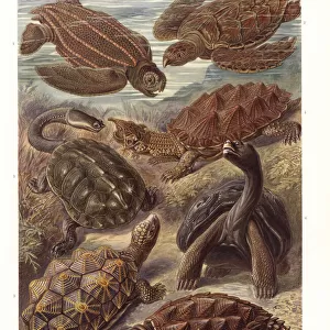 Chelonia turtles and tortoises