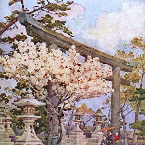 Cherry Blossom at Kitano Tenmangu, Kamigyo-ku, Kyoto, Japan