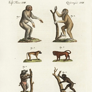 Chimpanzee, Bornean orang utan, and baboons