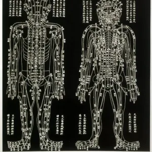 Chinese Acupuncturechart