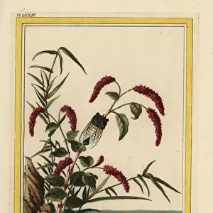 Chinese knotweed, Persicaria orientalis