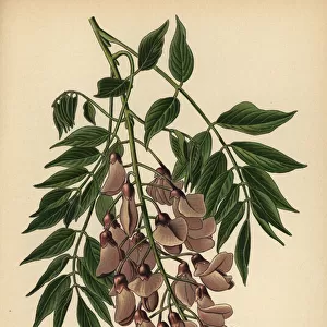 Chinese wisteria, Wisteria sinensis