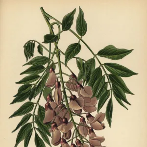 Chinese wisteria, Wisteria sinensis