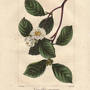 Christmas camellia, Camellia sasanqua, native to Japan