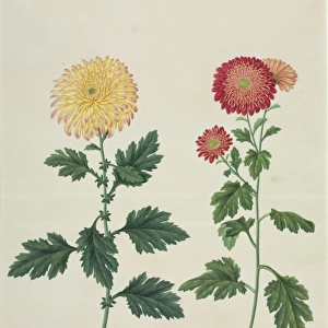 Chrysanthemum x morifolium, chrysanthemum