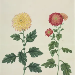 Chrysanthemum x morifolium, chrysanthemum