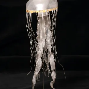 Chrysaora isosceles, jellyfish model