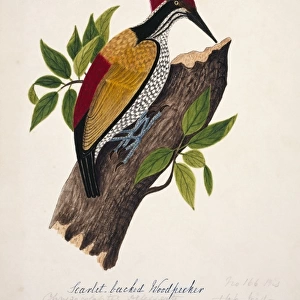 Woodpeckers Pillow Collection: Buff Spotted Woodpecker