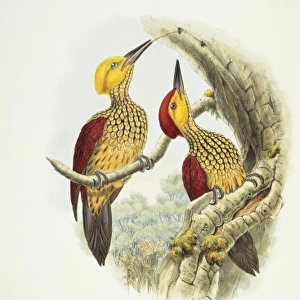 Woodpeckers Pillow Collection: Buff Spotted Flameback